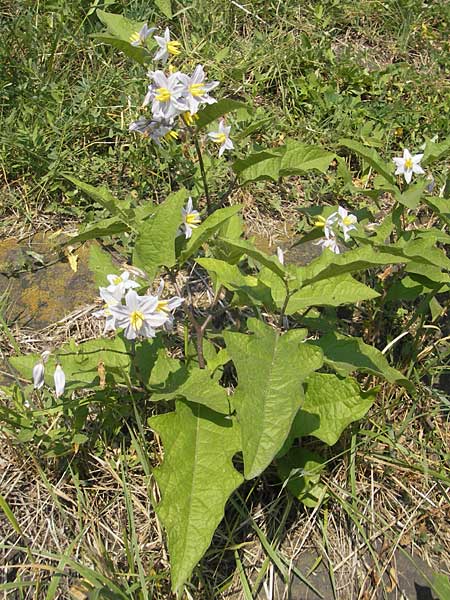 Solanum carolinense \ Carolina-Nachtschatten, D Mannheim 25.9.2011