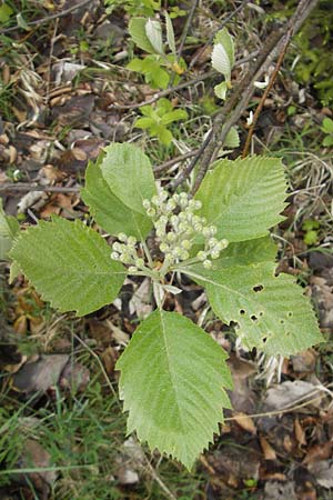 Sorbus cordigastensis \ Kordigast-Mehlbeere / Kordigast Whitebeam, D Franken/Franconia Weismain 7.5.2012