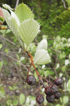 Sorbus cordigastensis \ Kordigast-Mehlbeere / Kordigast Whitebeam, D Franken/Franconia Weismain 7.5.2012