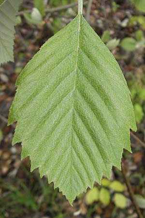 Sorbus cordigastensis \ Kordigast-Mehlbeere / Kordigast Whitebeam, D Franken/Franconia Weismain 7.5.2012