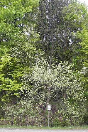 Sorbus cordigastensis \ Kordigast-Mehlbeere / Kordigast Whitebeam, D Franken/Franconia Weismain 7.5.2012