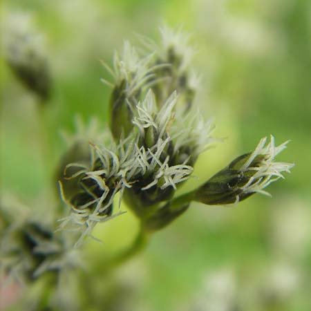 Scirpus sylvaticus \ Wald-Simse, Wald-Binse / Wood Club-Rush, D Kipfenberg 7.6.2012