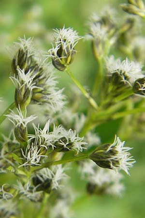 Scirpus sylvaticus / Wood Club-Rush, D Kipfenberg 7.6.2012