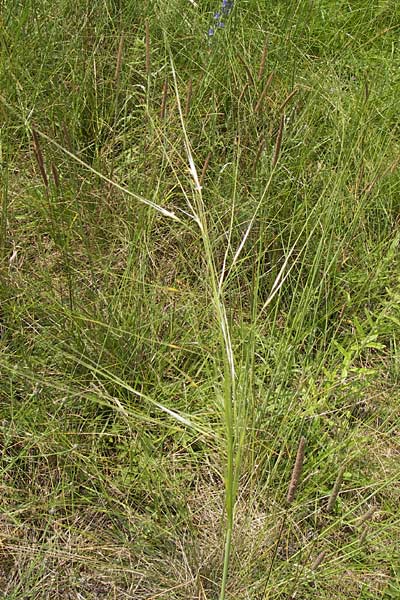 Stipa capillata \ Haar-Pfriemengras / Feather-Grass, Needle Grass, D Mainz 30.6.2012