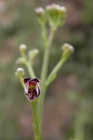 Scrophularia canina \ Hunds-Braunwurz, D Heidelberg 21.7.2012