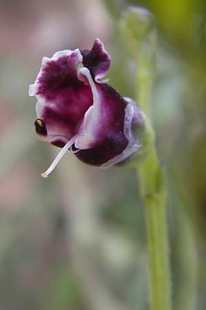 Scrophularia canina \ Hunds-Braunwurz, D Heidelberg 21.7.2012