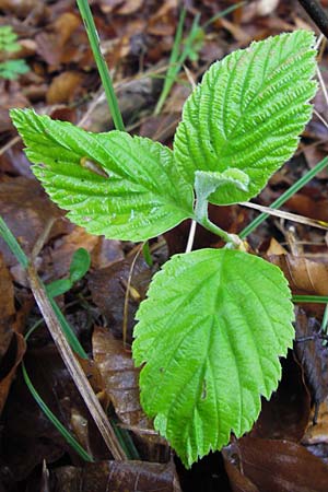 Sorbus cochleariformis \ Lffelblttrige Mehlbeere / Spoon-Leaved Whitebeam, D Hammelburg 4.5.2013