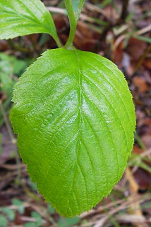 Sorbus cochleariformis \ Lffelblttrige Mehlbeere / Spoon-Leaved Whitebeam, D Hammelburg 4.5.2013