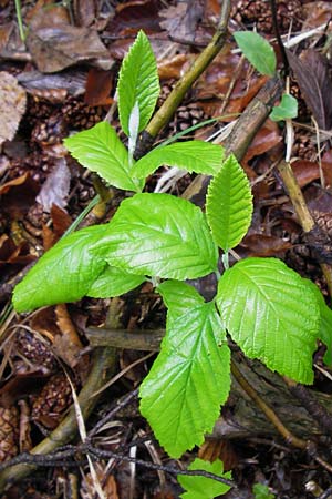 Sorbus cochleariformis \ Lffelblttrige Mehlbeere / Spoon-Leaved Whitebeam, D Hammelburg 4.5.2013