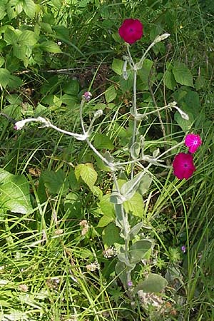 Silene coronaria \ Kronen-Lichtnelke, Kranz-Lichtnelke / Rose Campion, D Au am Rhein 30.6.2013