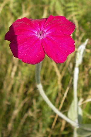 Silene coronaria \ Kronen-Lichtnelke, Kranz-Lichtnelke, D Dietzenbach 2.7.2013