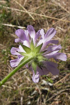 Knautia arvensis \ Acker-Witwenblume / Field Scabious, D Pforzheim 20.7.2013