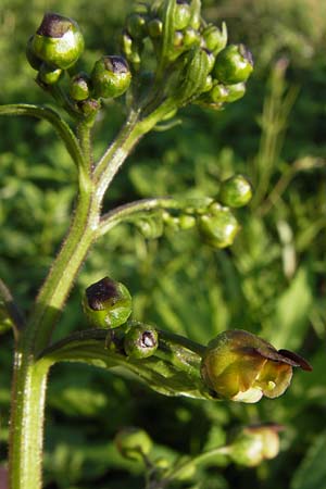 Scrophularia umbrosa \ Geflgelte Braunwurz, D Mannheim 10.9.2013