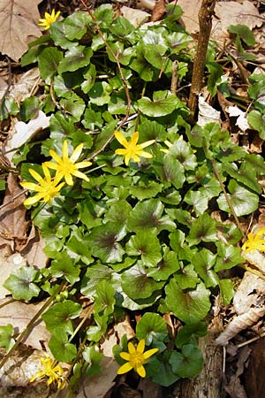 Ficaria verna \ Knllchen-Scharbockskraut / Lesser Celandine, D Hemsbach 8.3.2014