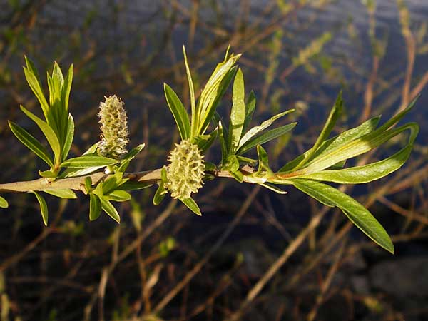 Salix viminalis \ Korb-Weide / Common Osier, D Frankfurt-Schwanheim 26.3.2014