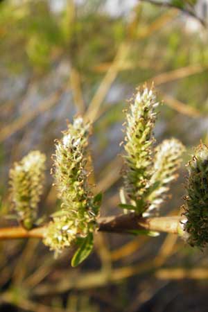 Salix viminalis \ Korb-Weide, D Frankfurt-Schwanheim 26.3.2014