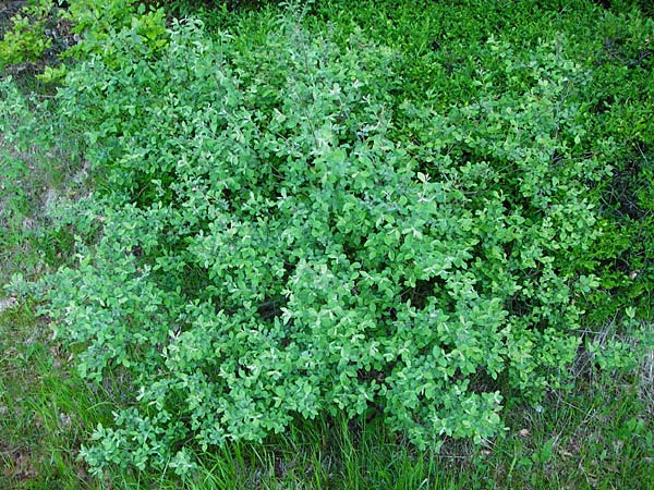 Salix cinerea \ Grau-Weide, Asch-Weide / Grey Willow, D Zwiesel 9.6.2014