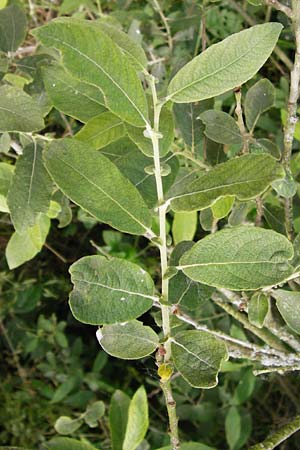 Salix aurita x cinerea \ Weiden-Hybride, D Gimbsheim 23.6.2014