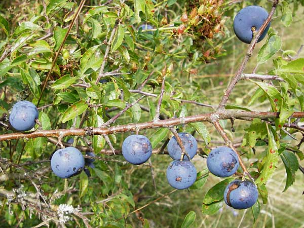 Prunus spinosa \ Schlehe, Schwarzdorn, D Gladenbach 17.8.2014