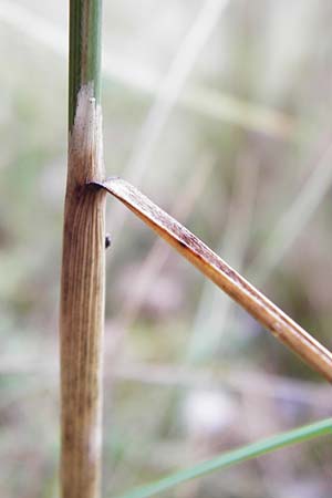 Stipa capillata \ Haar-Pfriemengras / Feather-Grass, Needle Grass, D Schwetzingen 20.9.2014