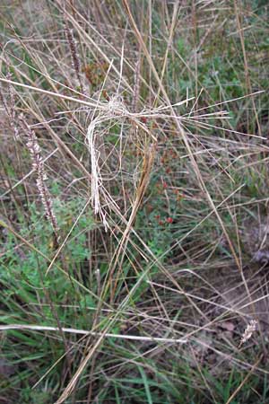 Stipa capillata \ Haar-Pfriemengras / Feather-Grass, Needle Grass, D Schwetzingen 25.9.2014