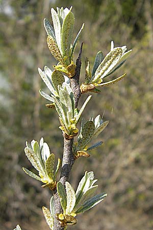 Hippophae rhamnoides subsp. fluviatilis \ Gebirgs-Sanddorn / Sea Buckthorn, D Hurlach 18.4.2009