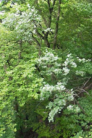 Sorbus danubialis \ Donau-Mehlbeere / Danube Whitebeam, D Neuburg an der Donau 8.6.2012