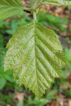 Sorbus x decipiens \ Tuschende Mehlbeere / Sharp-Toothed Whitebeam, D Thüringen, Waltershausen 7.5.2013