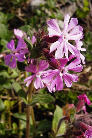 Silene dioica \ Rote Lichtnelke, D Obernzell an der Donau 30.3.2014