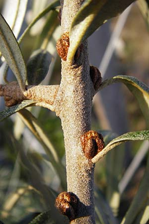 Hippophae rhamnoides \ Sanddorn, D Mannheim 14.10.2014