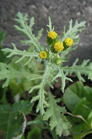 Senecio vulgaris \ Gewhnliches Greiskraut, Gemeines Greiskraut, D Viernheim 7.7.2006