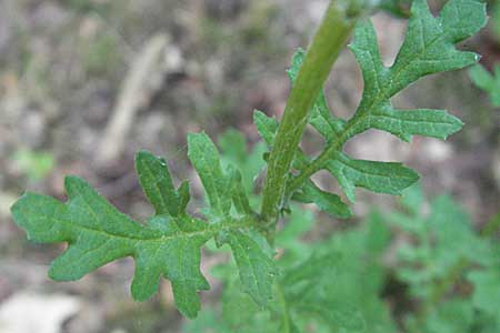 Senecio jacobaea \ Jakobs-Greiskraut, Jakobs-Kreuzkraut, D Mannheim 20.7.2006