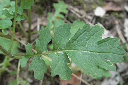 Senecio jacobaea \ Jakobs-Greiskraut, Jakobs-Kreuzkraut / Common Ragwort, D Mannheim 20.7.2006