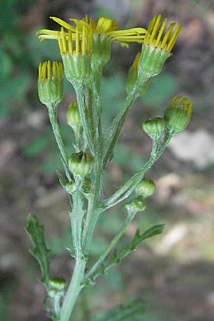 Senecio jacobaea \ Jakobs-Greiskraut, Jakobs-Kreuzkraut, D Mannheim 24.7.2006