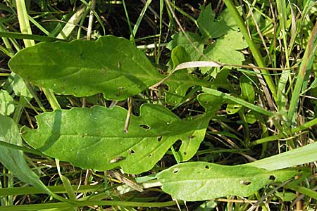 Senecio aquaticus \ Wasser-Greiskraut, D Mörfelden 29.7.2006