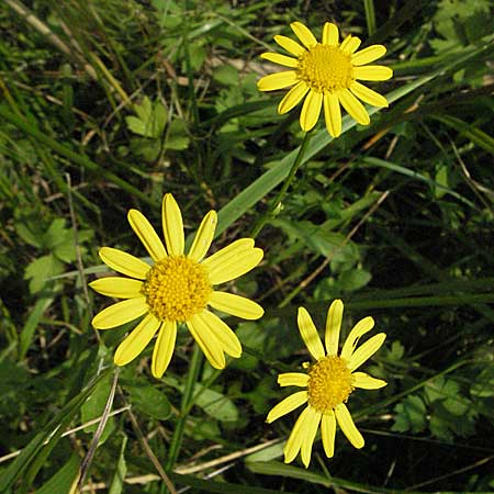 Senecio aquaticus \ Wasser-Greiskraut / Marsh Ragwort, D Mörfelden 29.7.2006