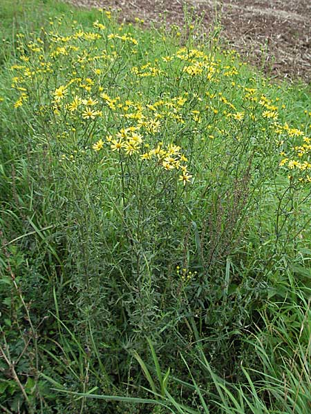 Senecio erucifolius \ Raukenblttriges Greiskraut / Hoary Ragwort, D Ortenberg 26.8.2006