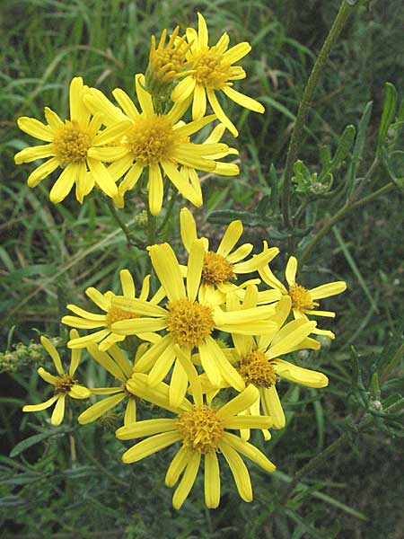 Senecio erucifolius \ Raukenblttriges Greiskraut / Hoary Ragwort, D Ortenberg 26.8.2006