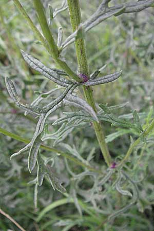 Senecio erucifolius \ Raukenblttriges Greiskraut / Hoary Ragwort, D Ortenberg 26.8.2006