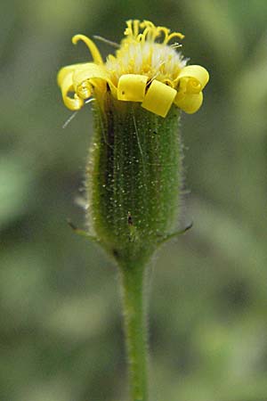 Senecio viscosus \ Klebriges Greiskraut / Sticky Groundsel, D Friedberg 26.8.2006