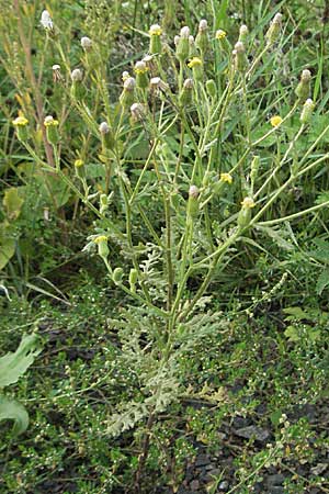 Senecio viscosus \ Klebriges Greiskraut / Sticky Groundsel, D Friedberg 26.8.2006