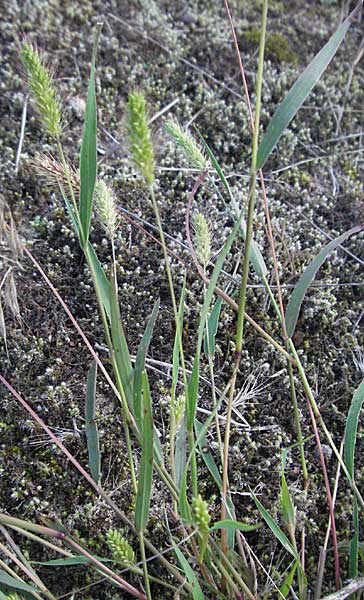 Setaria viridis \ Grne Borstenhirse / Green Bristle Grass, D Sandhausen 31.8.2006