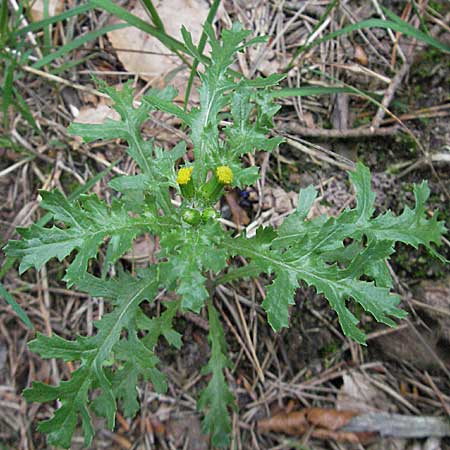 Senecio vulgaris \ Gewhnliches Greiskraut, Gemeines Greiskraut, D Pfälzer Wald 3.9.2006