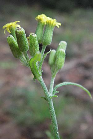 Senecio sylvaticus \ Wald-Greiskraut / Heath Groundsel, D Pfälzer Wald 3.9.2006