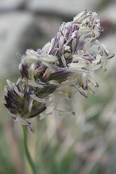 Sesleria caerulea \ Kalk-Blaugras / Moor Grass, D Botan. Gar.  Universit.  Heidelberg 17.3.2007