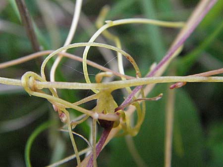 Cuscuta epithymum \ Quendel-Seide / Dodder, D Neuleiningen 12.6.2007