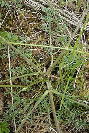 Trinia glauca / Honewort, D Karlstadt 16.6.2007