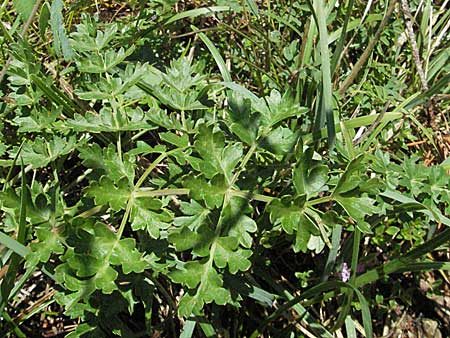 Seseli libanotis / Moon Carrot, D Karlstadt 16.6.2007