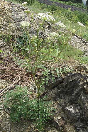 Seseli libanotis \ Heilwurz / Moon Carrot, D Karlstadt 16.6.2007