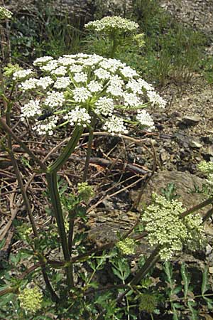 Seseli libanotis \ Heilwurz / Moon Carrot, D Karlstadt 16.6.2007